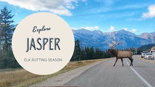 Elk rutting season has begun in Jasper National Park Amazing bugling elk footage [upl. by Latsryc]