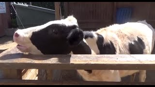 FARM ANIMALS amp THEIR SOUNDS Part 3 Babies Toddlers Preschool amp K3 [upl. by Audre]