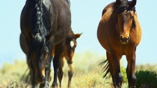 Brutal Stallion Mating Fight  4K UHD  Planet Earth II  BBC Earth [upl. by Perpetua588]