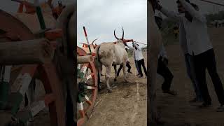 Mudhol race bulls  ಒಂಟಗೋಡಿ ಜ್ವಾಲಾಮುಖಿ 🌋 [upl. by Goldstein]