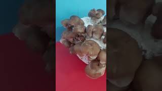 culture de champignon shiitake en Algérie [upl. by Colvin180]