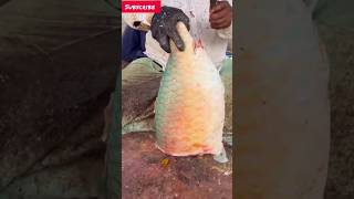 Very Nice Parrot Fish Cutting Skills  Fantastic techniques fish parrotfishcutting [upl. by Ailerua662]