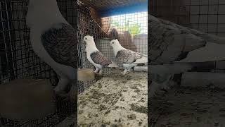 asimpigeonloft asimaga9812 satinette satinettepigeon pigeon pigeonlover pigeonfan [upl. by Emelda323]