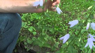 Creeping Bellflower identification of the Wisconsin Invasive Species Campanula rapunculoides [upl. by Ira]