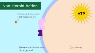 Mechanisms of Hormone Action [upl. by Irami]