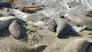 Elephant Seal Social Interactions [upl. by Kipp576]