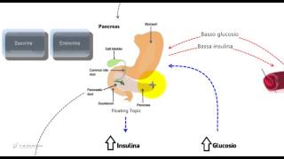 Insulina e glucosio Riassunto e schema per il tes di medicina [upl. by Alleen]