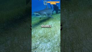 Shark Superpowers Unveiling the Oceans Ultimate Predators  Documentary Wildlife [upl. by Stefano624]