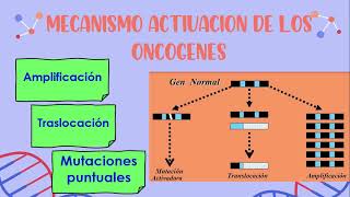 ONCOGENES Y GENES SUPRESORES DEL CANCER [upl. by Carlene401]