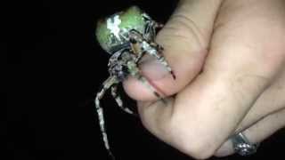 Giant Lichen Orbweaver Araneus bicentenarius [upl. by Sadinoel]