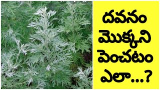 దవనం మొక్కని పెంచే సరైన పద్ధతి How to grow davanam plant in telugu [upl. by Cummins36]