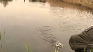 Fishing catching roach and rudd with macaroni Pike attacks hooked fish 4 times [upl. by Latt]