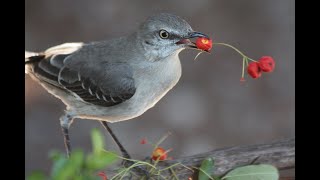 Pyracantha firethorn berries  Northern Mockingbirds favorite [upl. by Ulita]