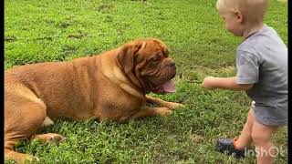 Dogue de Bordeaux amp Baby Playing [upl. by Rolland]