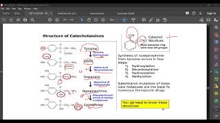 L79 CATECHOLAMINES [upl. by Lletnahs]