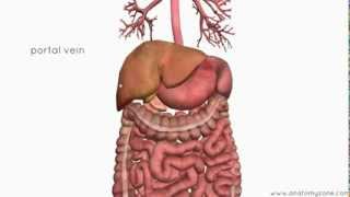 Introduction to the Digestive System Part 4  Accessory Organs  3D Anatomy Tutorial [upl. by Gilemette384]