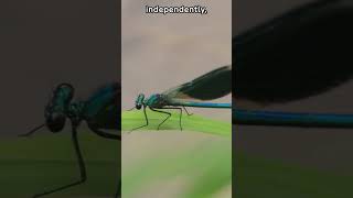 Amazing Damselfly Facts 5 Fascinating Things About Damselflies You Wont Believe Fauna Fax Shorts [upl. by Yretsym]