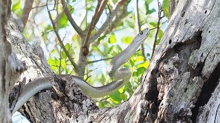 Black Mamba highly venomous snake seen on Safari in Kruger National Park South Africa [upl. by Waterer]