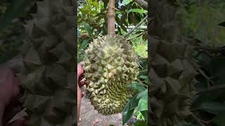 SURGA DURIAN ADA DI INDONESIA shorts [upl. by Sukramal751]