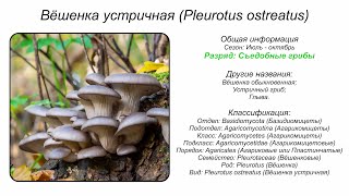 Вёшенка устричная Pleurotus ostreatus [upl. by Mauricio]