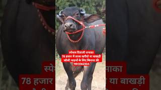 78 हजार में ताजा या बाखड़ी with Female Murrah Calf at Joshi dairy Farm 9813362304 [upl. by Airdnoed]