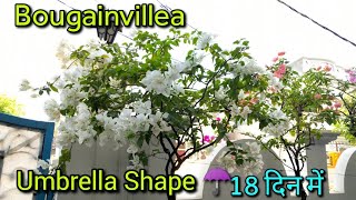 Bougainvillea ☂️Umbrella Shape 18 दिनों में 👍 [upl. by Nodanrb]