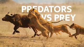 Lions Vs Buffalo Apex Predators Hunt Buffalo For Survival  Wildlife Documentary [upl. by Ataliah]