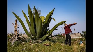 Preparación de un maguey para hacer pulque Parte 2 [upl. by Niall]