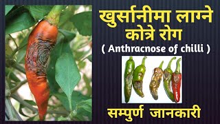 Chilli disease Anthracnose खुर्सानीमा लाग्ने कोत्रे रोग बारे सम्पुर्ण जानकारी [upl. by Gnus]