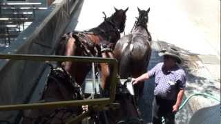 Stagecoach Knotts Berry Farm [upl. by Neehar]