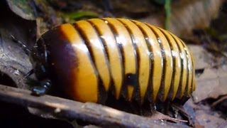 MEET THE GIANT PILL MILLIPEDE DOUG [upl. by Jeri]