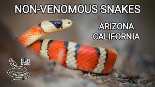 Nonvenomous snakes of Arizona Rosy boa kingsnakes Gopher snake Hooknosed snake [upl. by Barnabas]