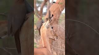 Oxpecker ANNOYING Impala shorts wildlife animals nature naturelovers [upl. by Akeirahs748]