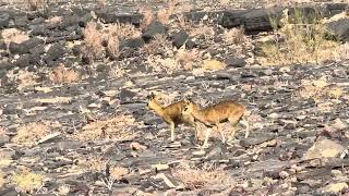 Rock jumpers Klipspringer in Fish River Canyon [upl. by Timus446]