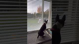 Adorable Decker Rat Terrier Waiting by the Window  Cute Dog Looking for Family [upl. by Garrek]