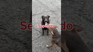 ¿Vivimos en una simulación Opina 🐶🎤❤️ perritosquesabencosas perritoscallejeros adoptanocompres [upl. by Nosdrahcir]