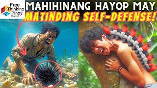 GANITO ang DEPENSA ng mga WALANG BUTO na Hayop Invertebrate Self Defense [upl. by Chan]