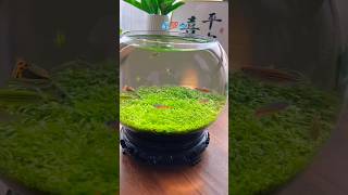 🐟🥺 Fish life aquarium minifishtank microlandscape waterlife subscribe trendingshorts [upl. by Fisher]