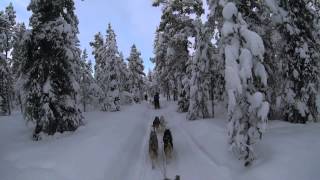 Kiruna Sweden Dog Sledding 6 Day Tour  Jukkasjärvi Wilderness Tours [upl. by Tenej927]