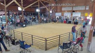 2023 Swine Gilt Show [upl. by Freddie506]