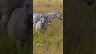 A Horse rolling in the Hay [upl. by Remmer]