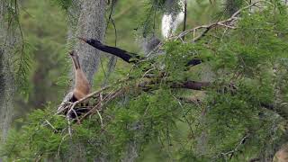 Anhinga Courtship Behavior [upl. by Jempty]