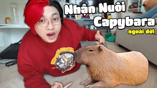 Kairon 24H Nhận Nuôi Bé CAPYBARA Ngoài Đời Thật  Bé Capybara Siêu Bựa [upl. by Ynoble]