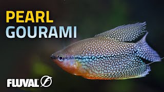 Species Spotlight  Pearl Gourami [upl. by Ulysses]