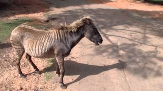 Zebroid At The Wild Animal Safari Park In Pine Mountain Georgia [upl. by Lainahtan235]