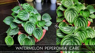 Watermelon Peperomia Care  Give away winners🏆 [upl. by Oaks]