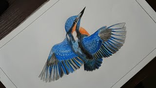 Kingfisher💙  colour pencil art  RangiSaari [upl. by Durrace474]