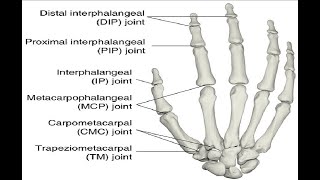 Two Minutes of Anatomy Metacarpophalengeal Joints MCP Jts [upl. by Atonsah]