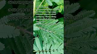 Mimosa Pudica Linnതൊട്ടാവാടി plant nature [upl. by Hook]