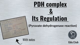 PDH  Pyruvate dehydrogenase complex  Regulation  Carbohydrate metabolism  Biochemistry [upl. by Ajax332]